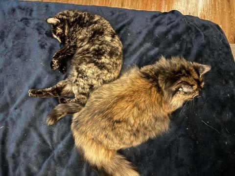 Enlarge Carol, a Adoptable mixed breed in Bryan, TX image 3/6