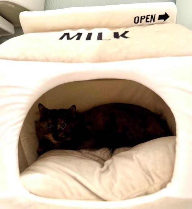 Carol, Adoptable, Adult Female Domestic Medium Hair.