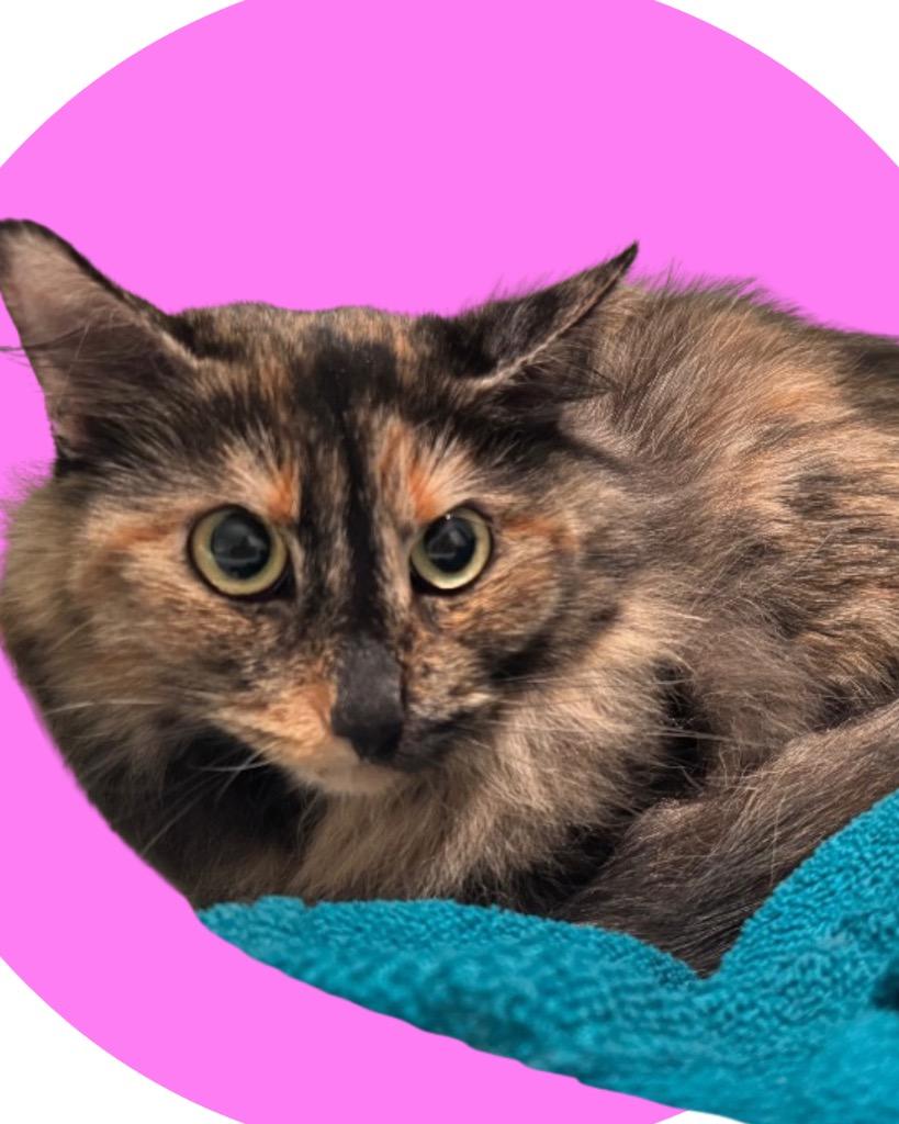 Enlarge Carol, a Adoptable mixed breed in College Station, TX image 3/4