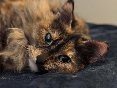 Enlarge Carol, a Adoptable mixed breed in Bryan, TX image 6/6