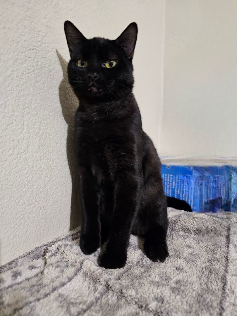 Milo, Adopted, Young Male Domestic Short Hair.
