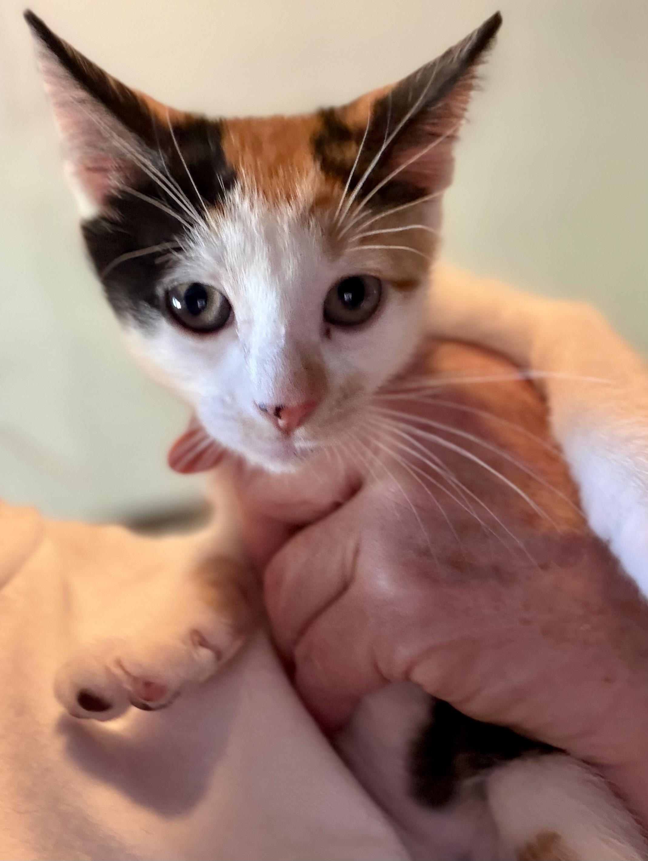 Enlarge Teeter, a Adoptable Domestic Short Hair in East Amherst, NY image 6/6