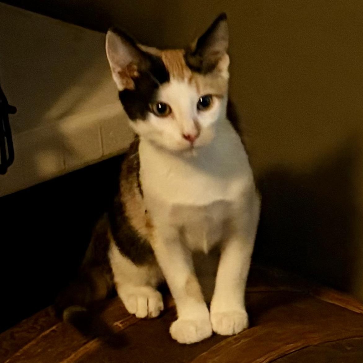 Enlarge Teeter, a Adoptable Domestic Short Hair in East Amherst, NY image 1/6