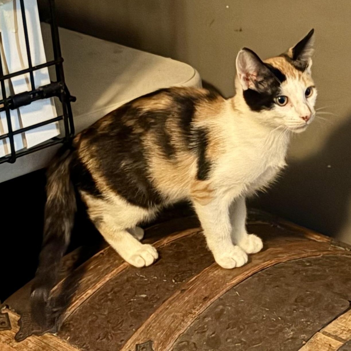 Enlarge Teeter, a Adoptable Domestic Short Hair in East Amherst, NY image 3/6