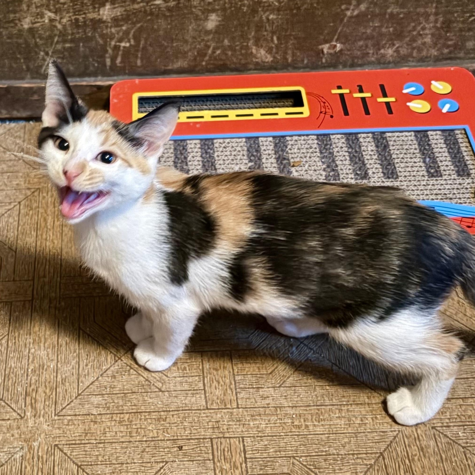 Enlarge Teeter, a Adoptable Domestic Short Hair in East Amherst, NY image 4/6