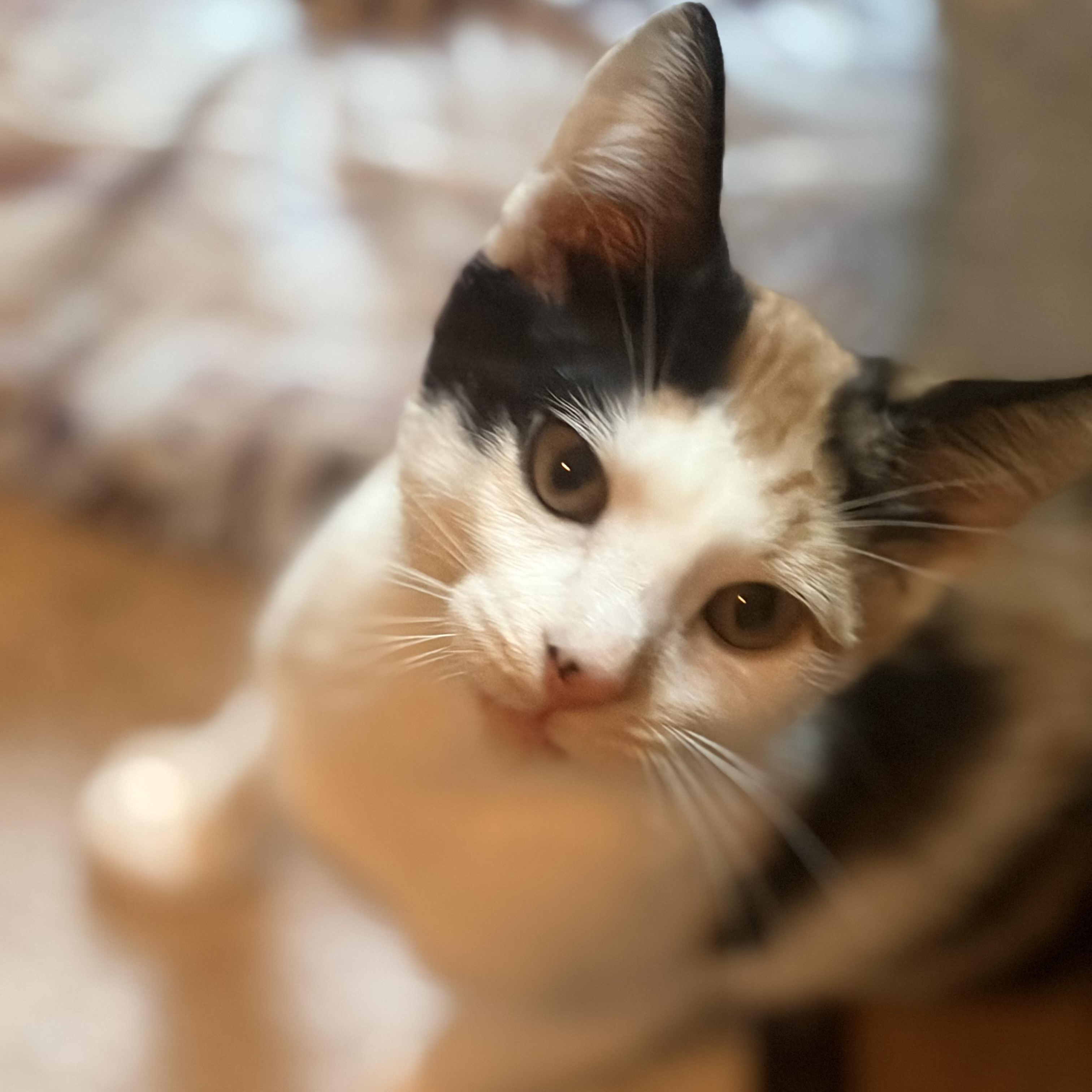 Enlarge Teeter, a Adoptable Domestic Short Hair in East Amherst, NY image 2/6