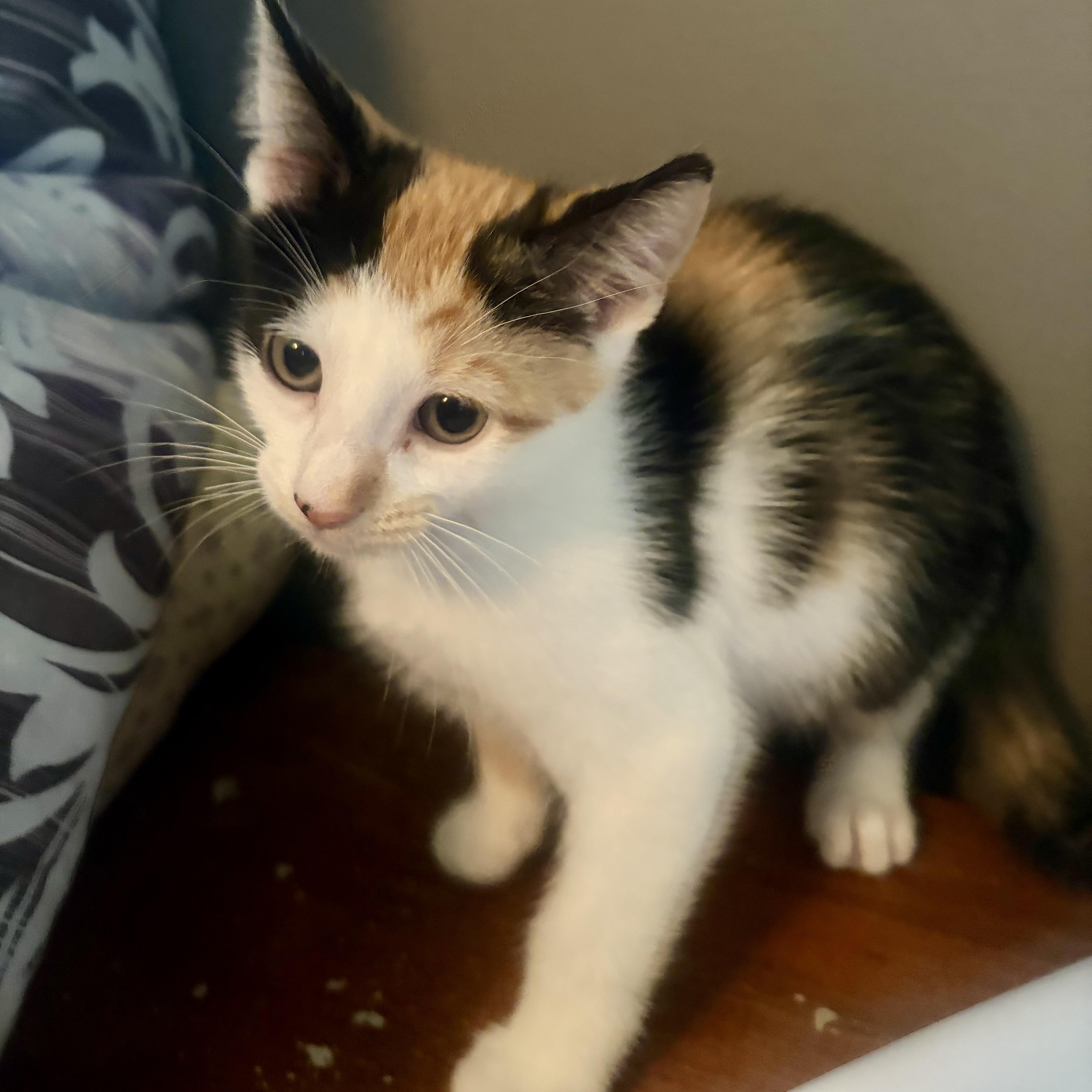 Enlarge Teeter, a Adoptable Domestic Short Hair in East Amherst, NY image 5/6