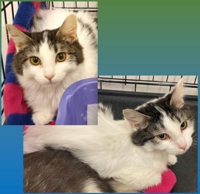 Rigatoni, Adoptable, Adult Female Domestic Medium Hair.