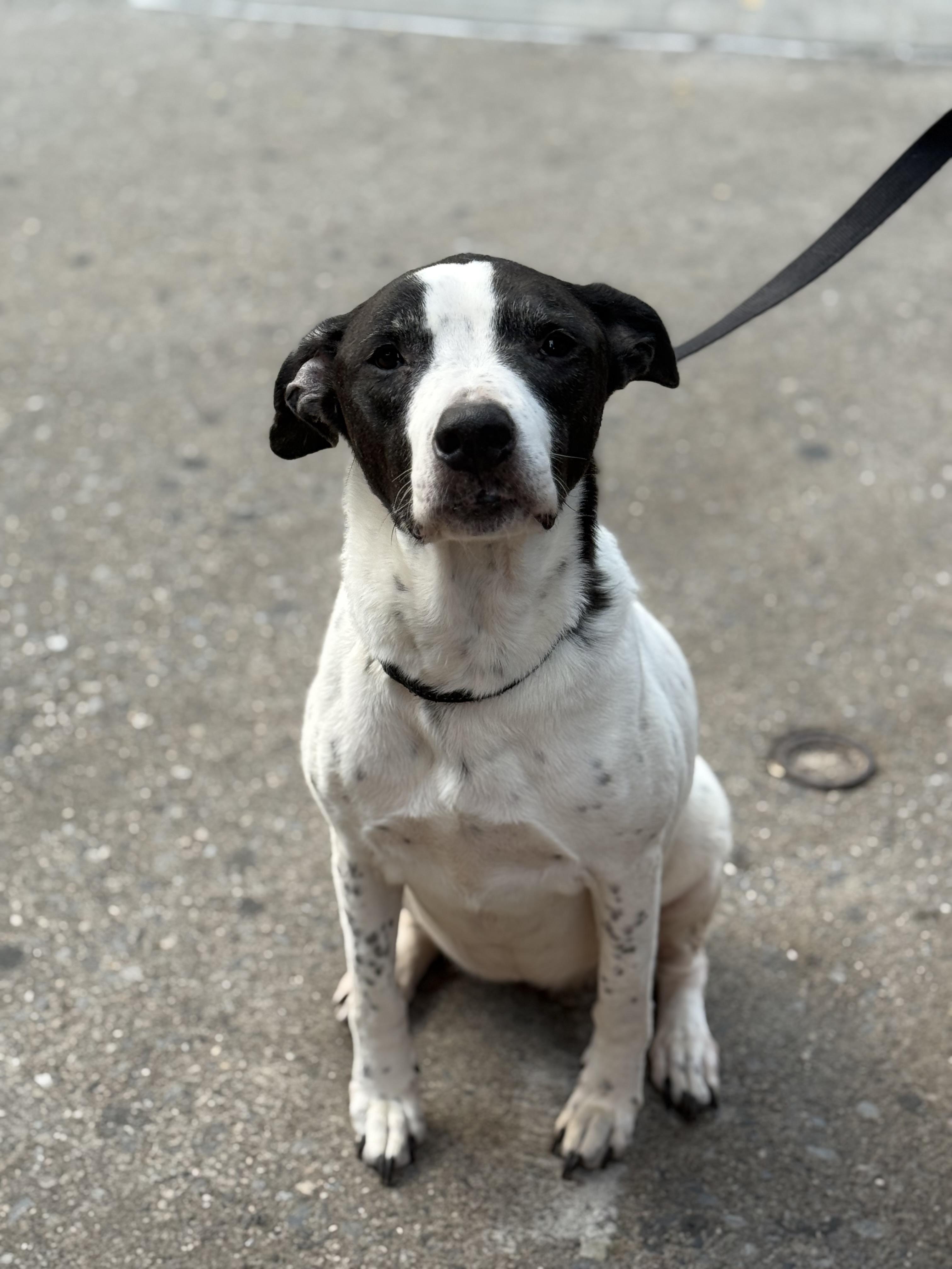 Enlarge Mamas, an adopted mixed breed in Brooklyn, NY image 3/4