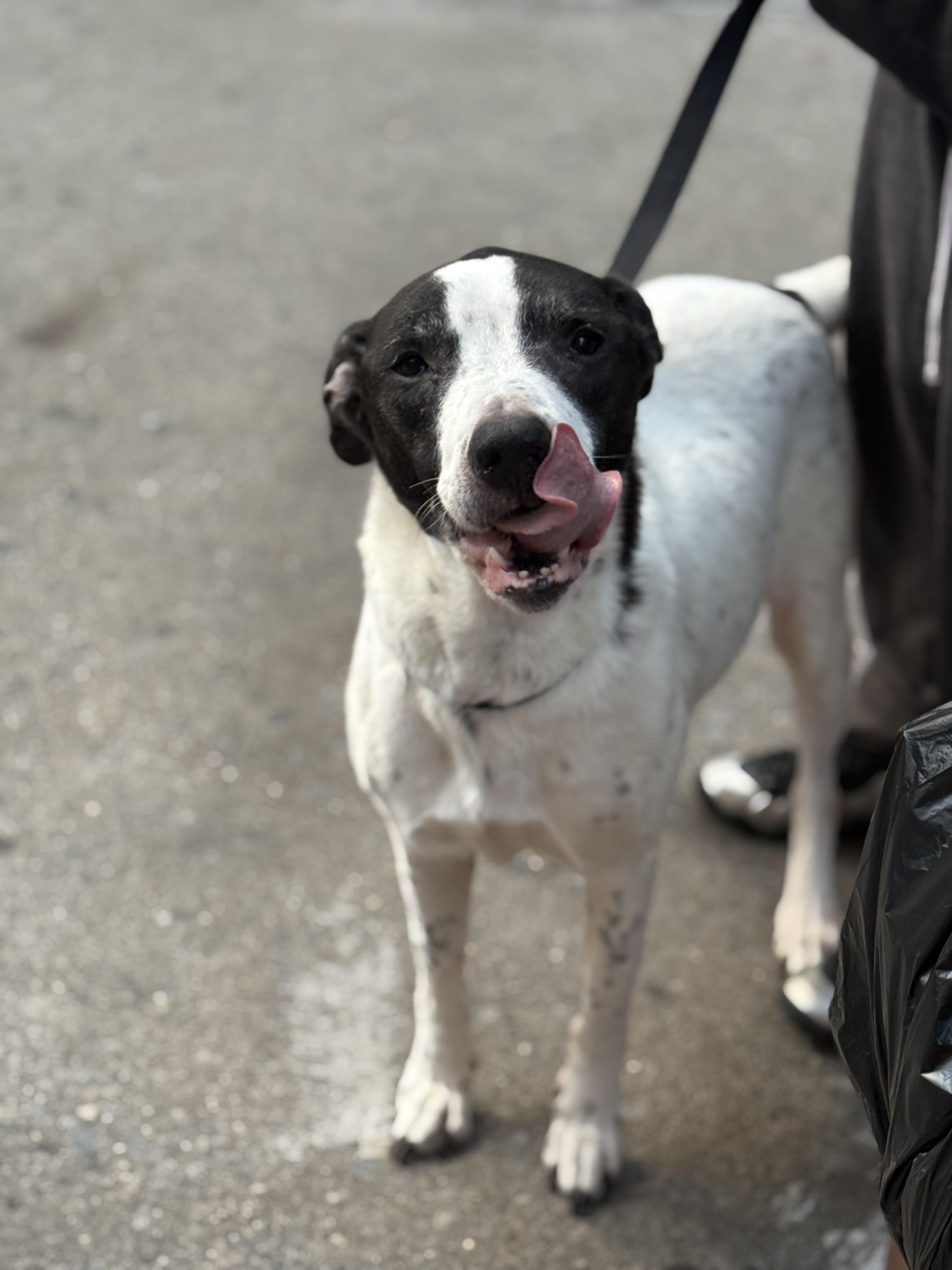 Mamas, adopted, Senior Female Dalmatian & Pit Bull Terrier.