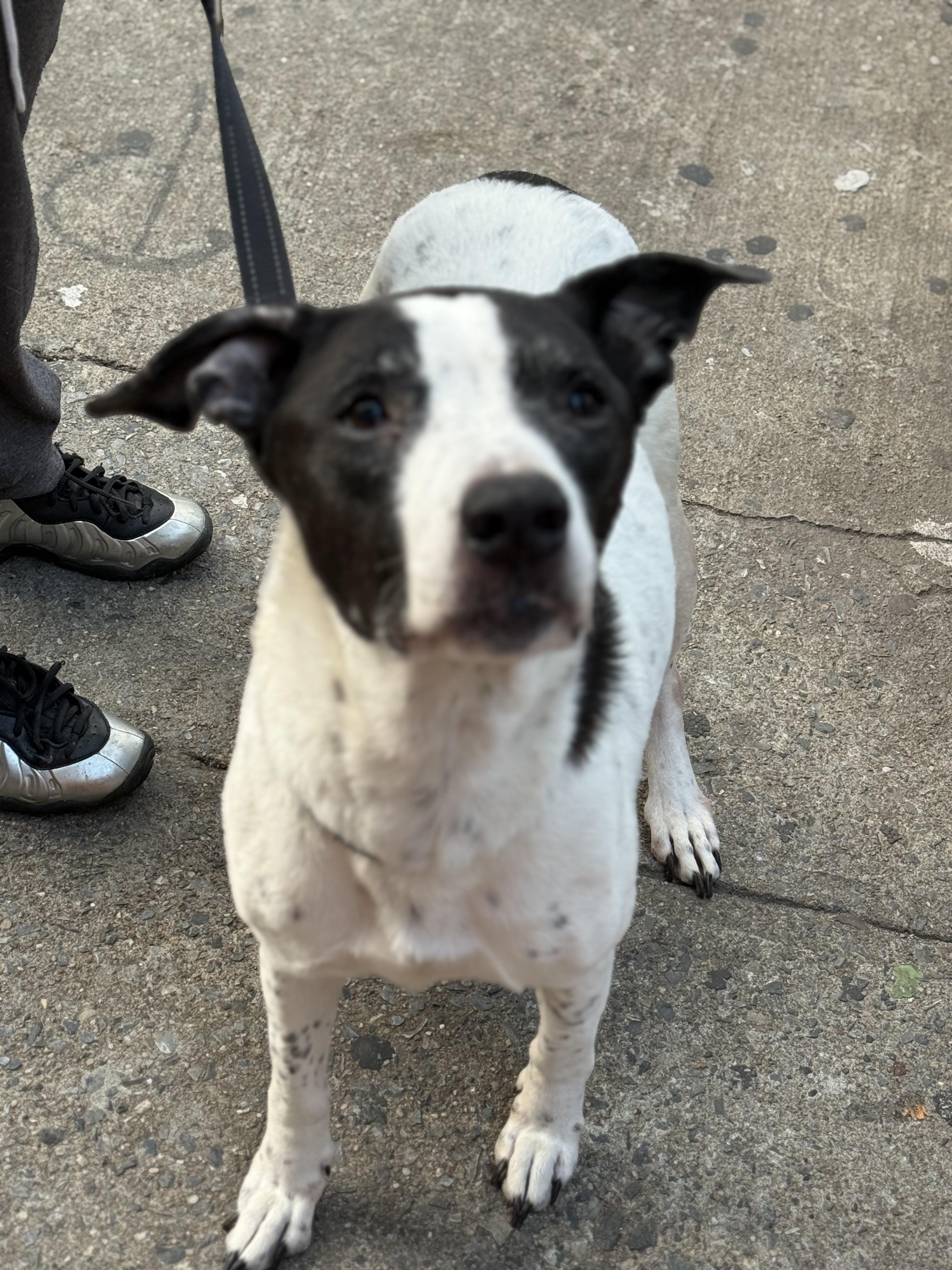 Enlarge Mamas, an adopted mixed breed in Brooklyn, NY image 2/4