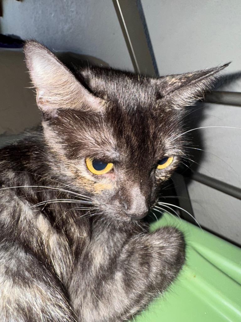 Enlarge Stormy, a Adoptable mixed breed in Claremore, OK image 1/1