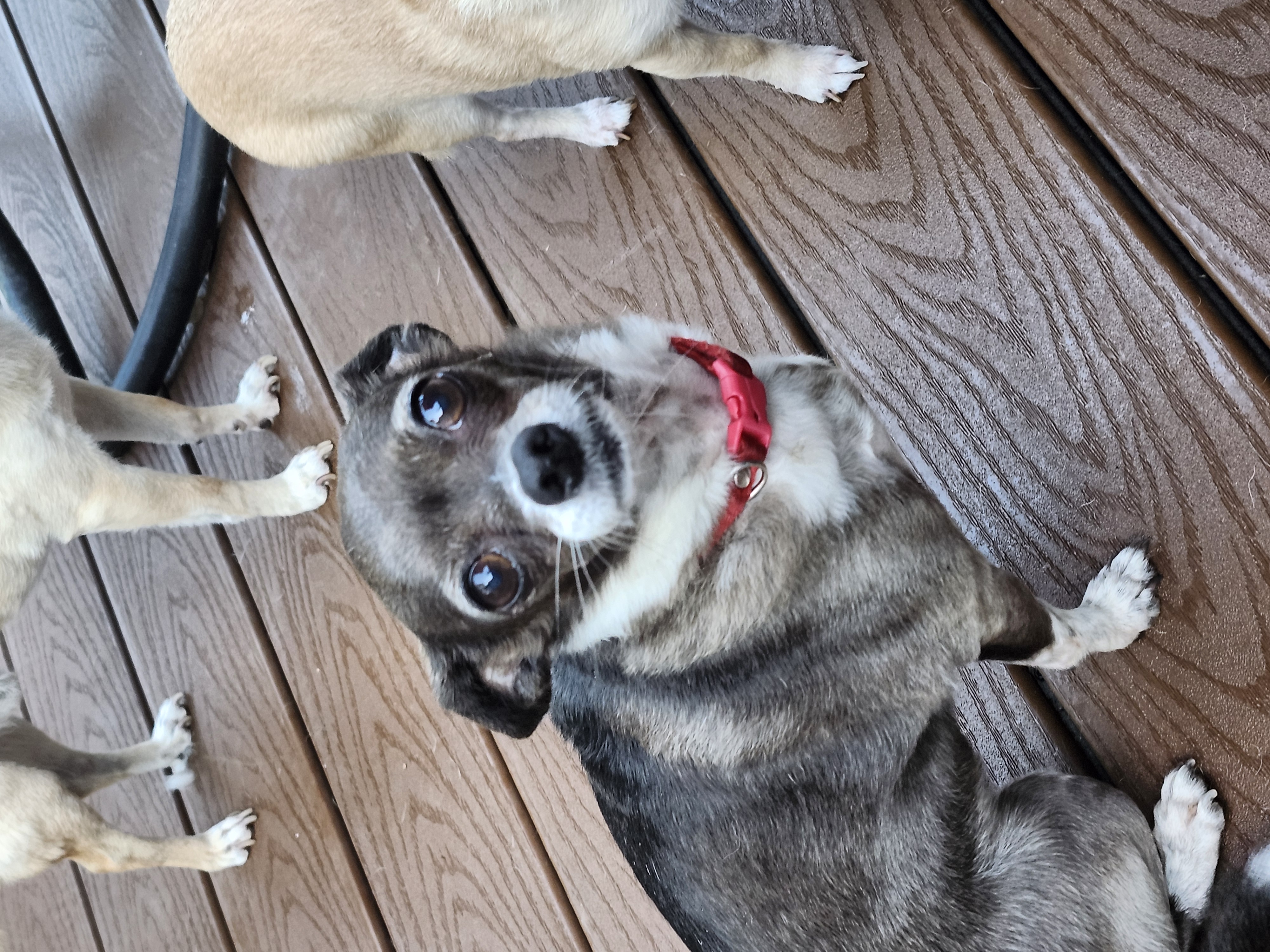 Enlarge Tiny, a Adopted Chihuahua in Wolcott, CT image 2/5