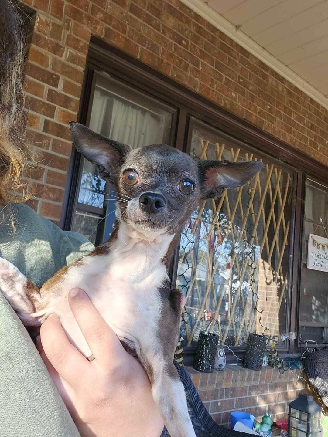 Enlarge Tiny, a Adopted Chihuahua in Wolcott, CT image 5/5