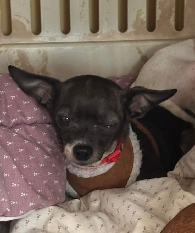 Enlarge Tiny, a Adopted Chihuahua in Wolcott, CT image 4/5