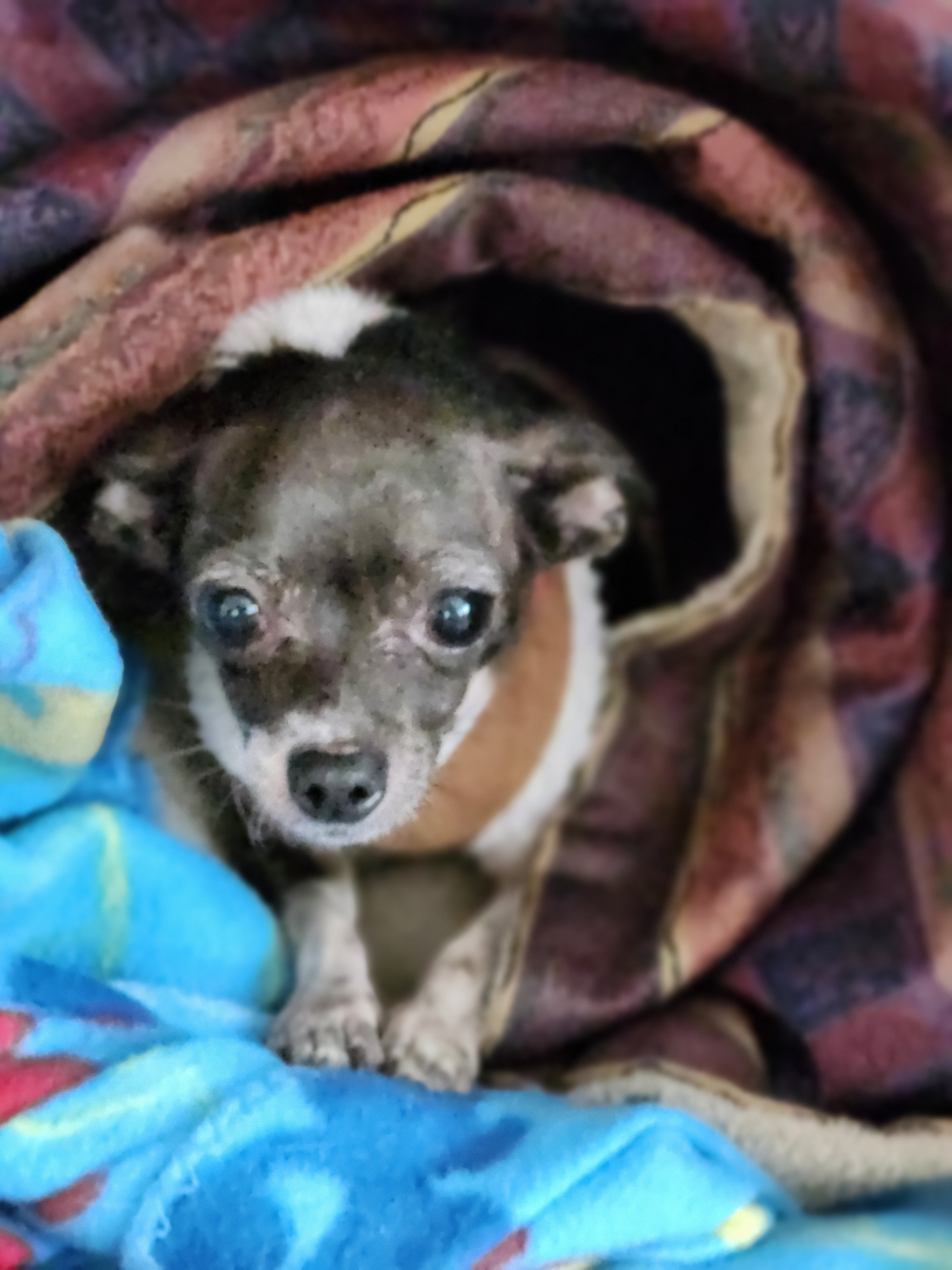Tiny, Adopted, Adult Female Chihuahua.