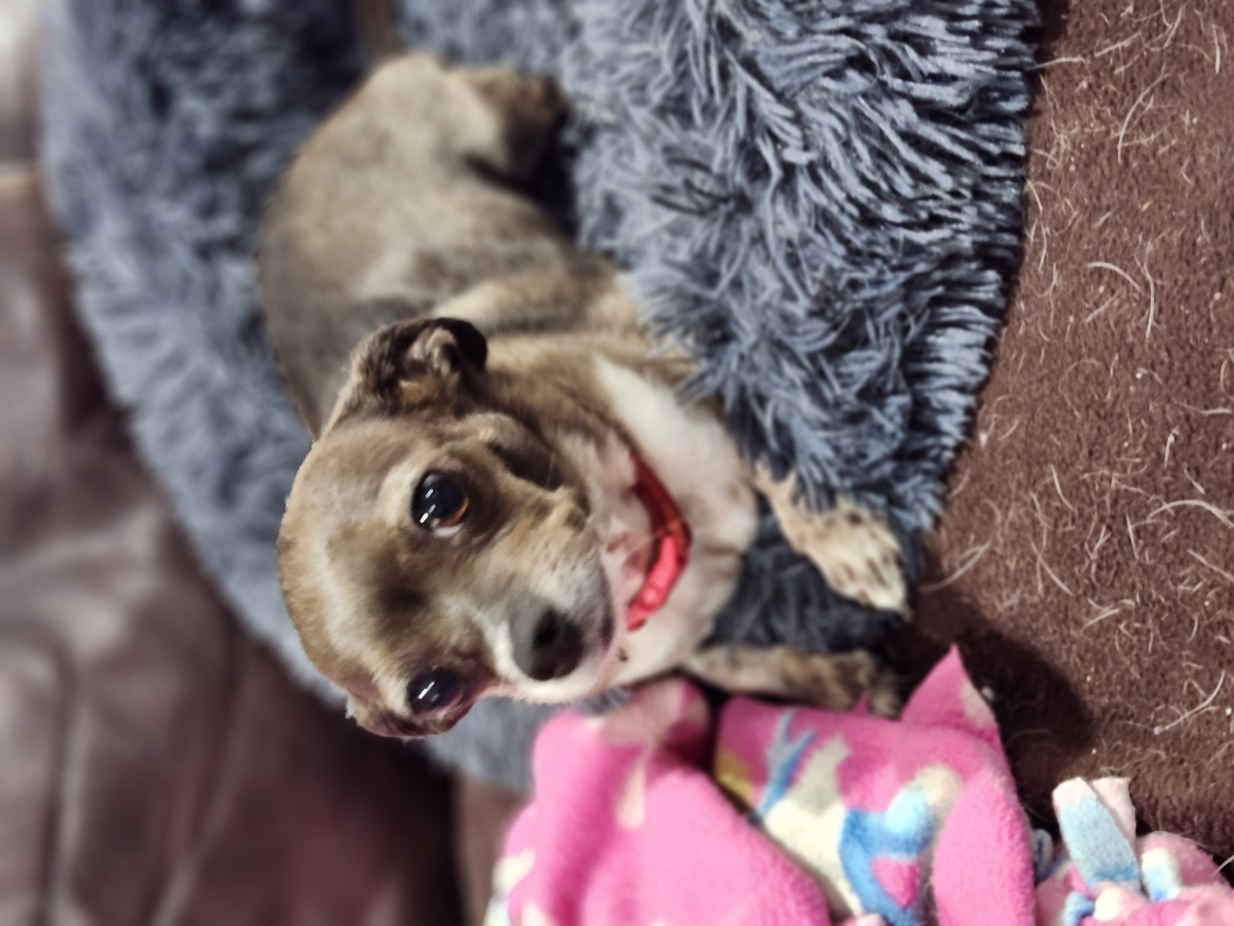 Enlarge Tiny, a Adopted Chihuahua in Wolcott, CT image 3/5