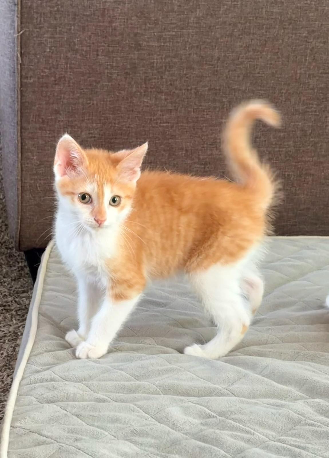 Woody, an adopted Domestic Short Hair in Hamilton, MI image 2/2