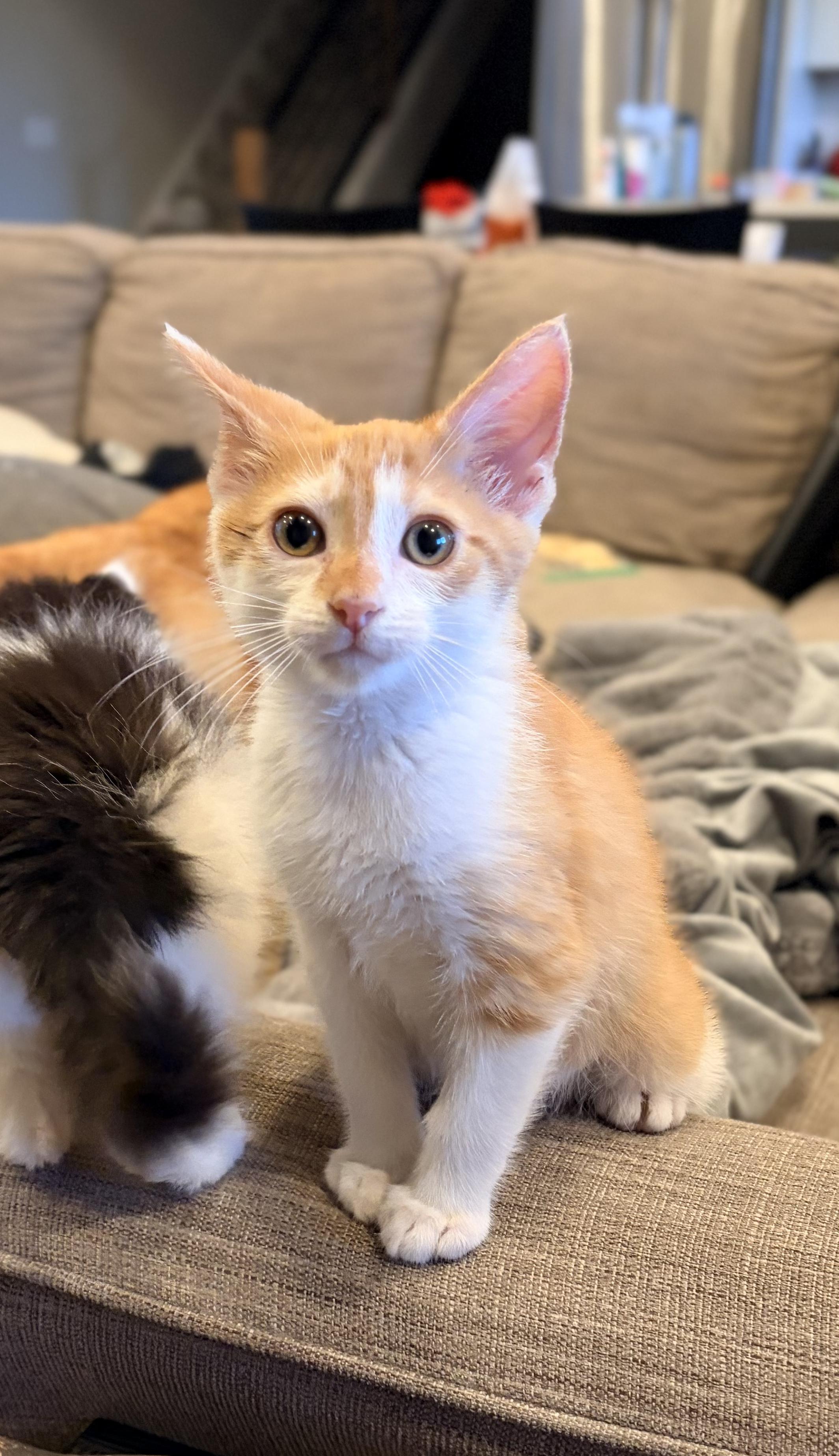 Woody, adopted, Kitten Male Domestic Short Hair.