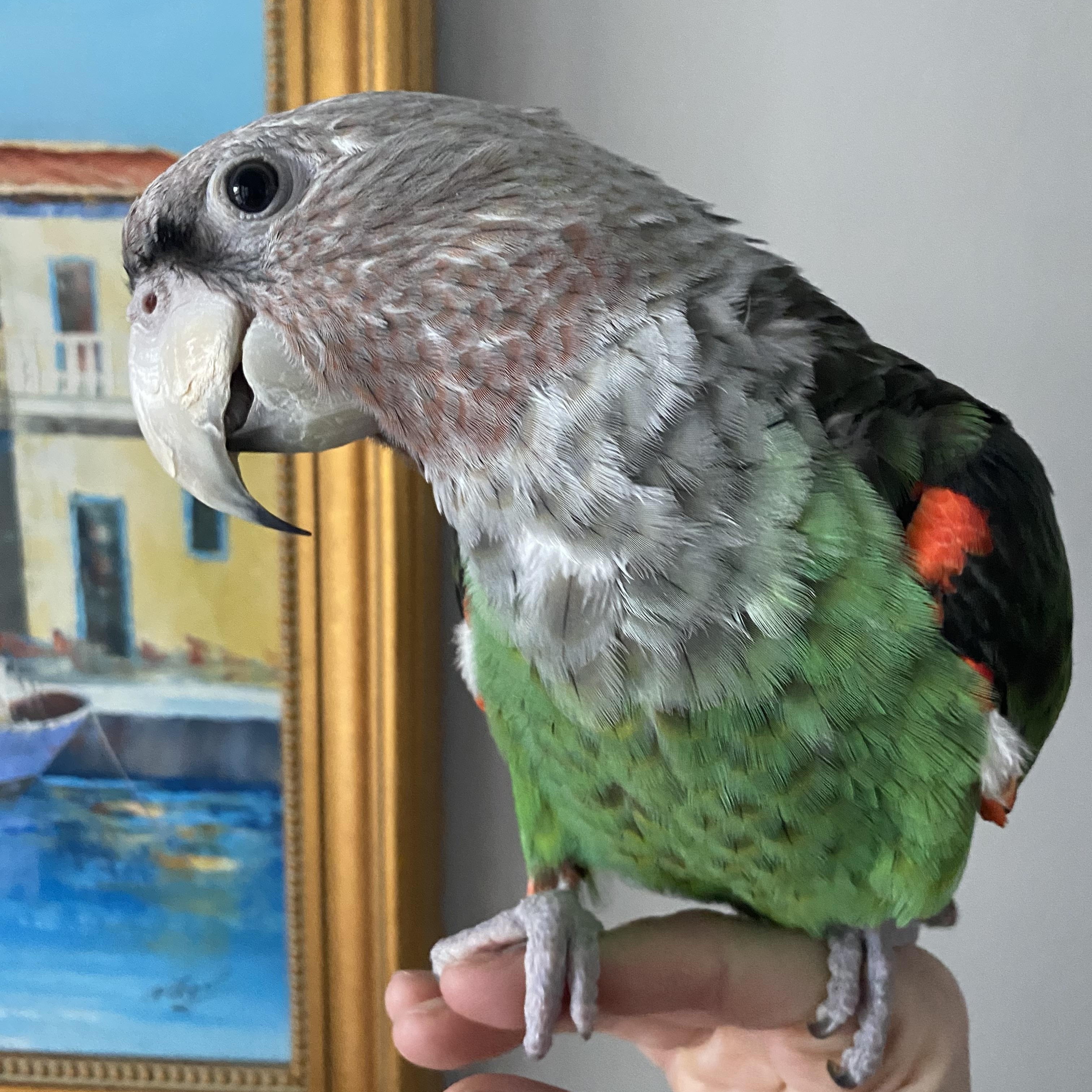 Enlarge Charles, a Adoptable Parrot (Other) in Branford, CT image 1/4