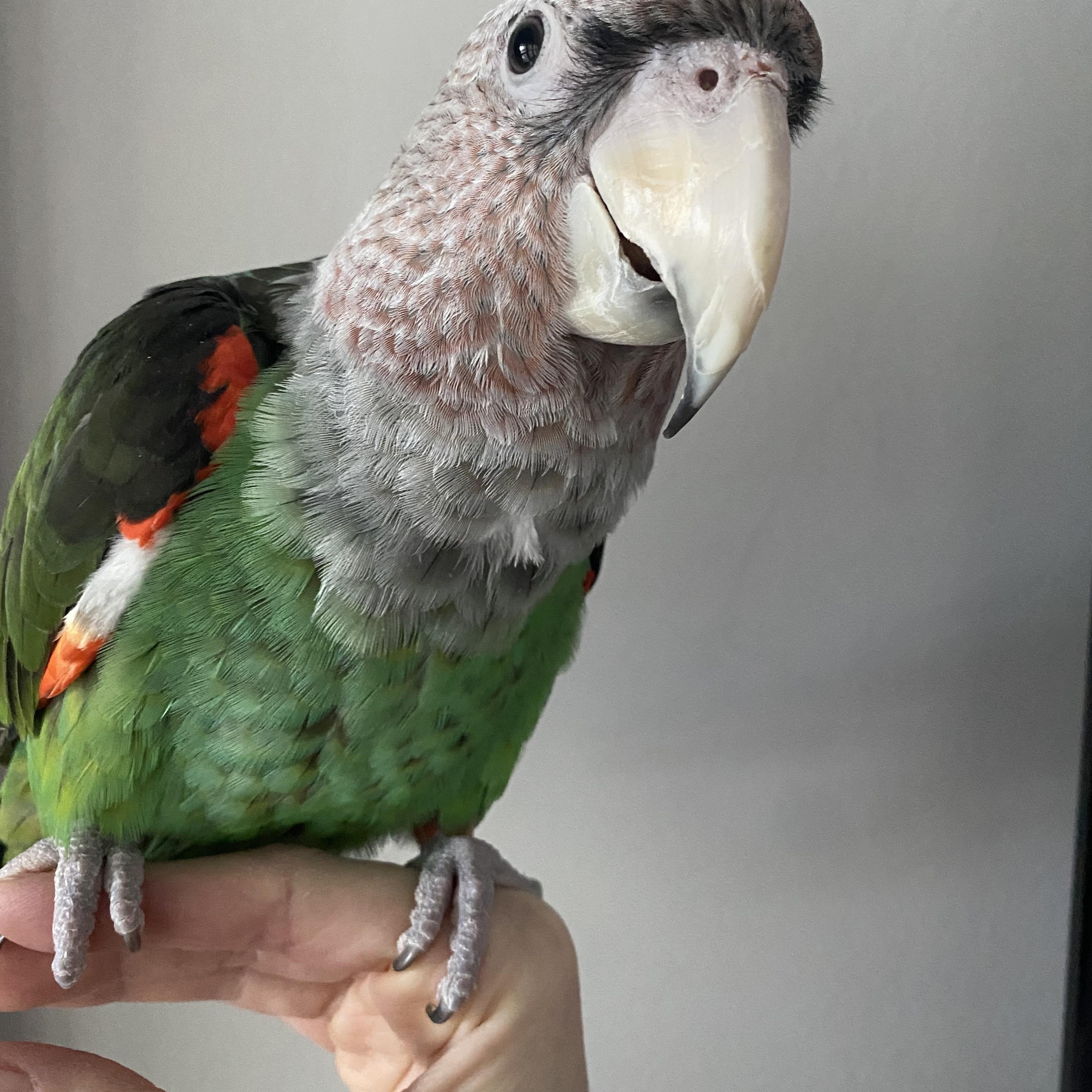 Enlarge Charles, a Adoptable Parrot (Other) in Branford, CT image 2/4