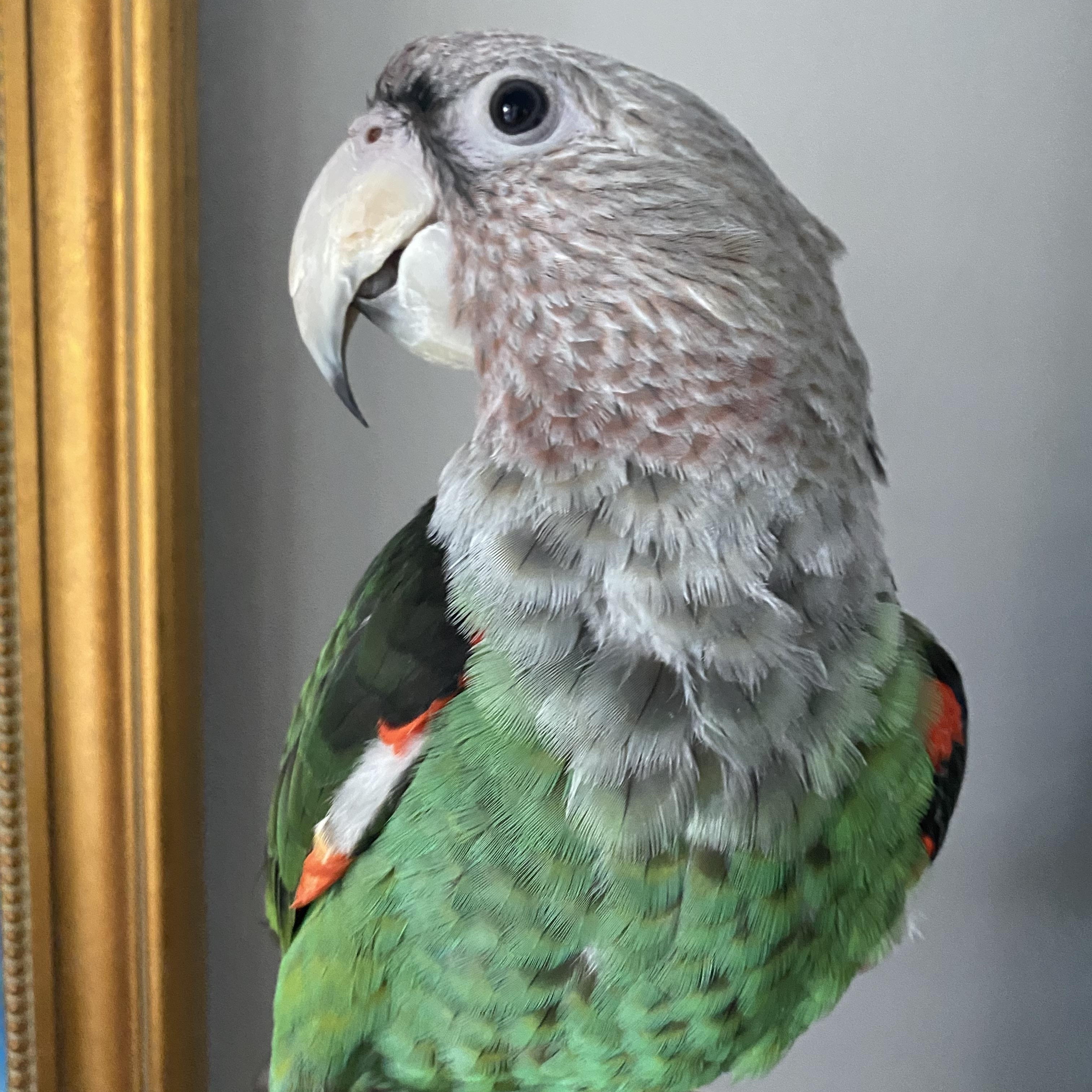 Enlarge Charles, a Adoptable Parrot (Other) in Branford, CT image 3/4