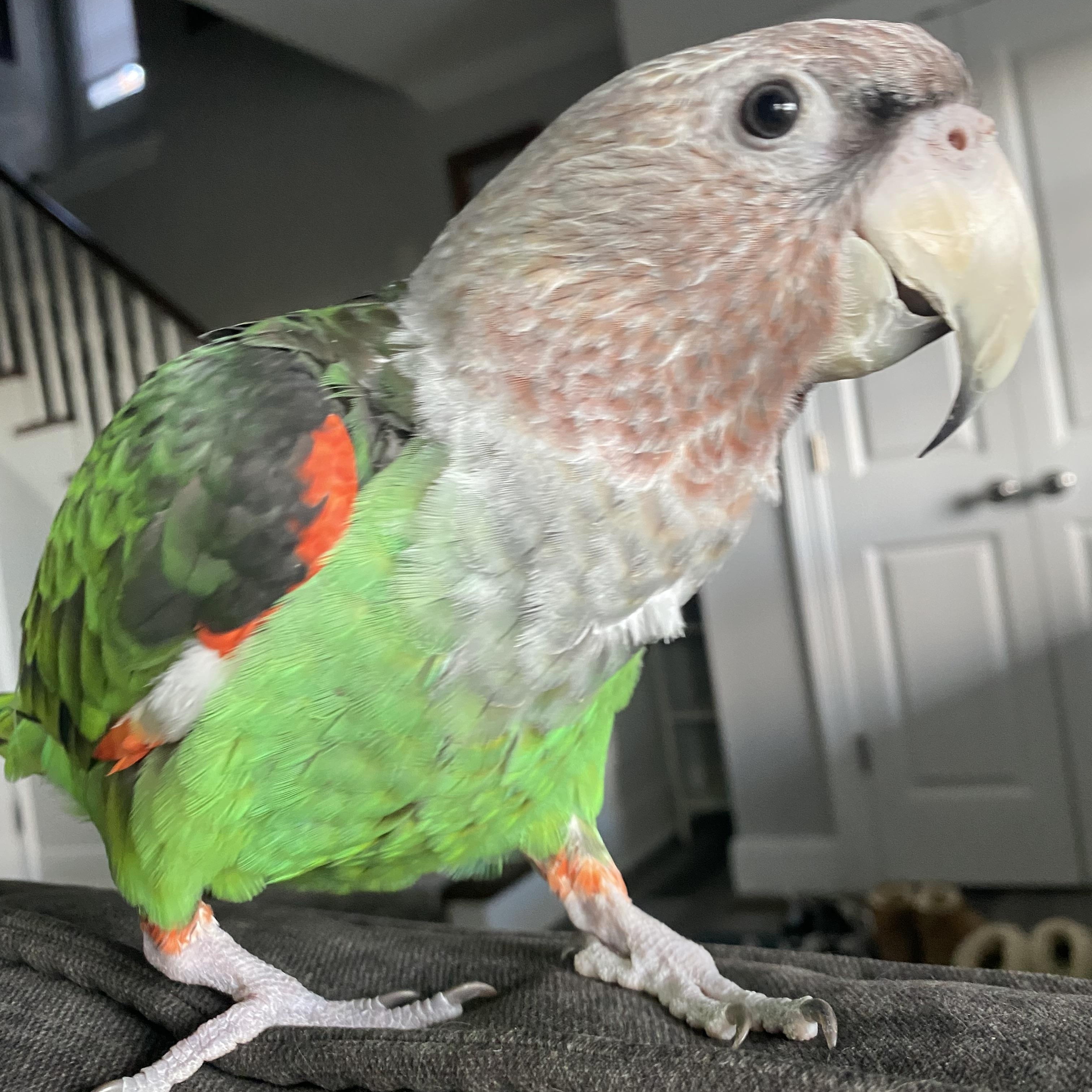 Enlarge Charles, a Adoptable Parrot (Other) in Branford, CT image 4/4