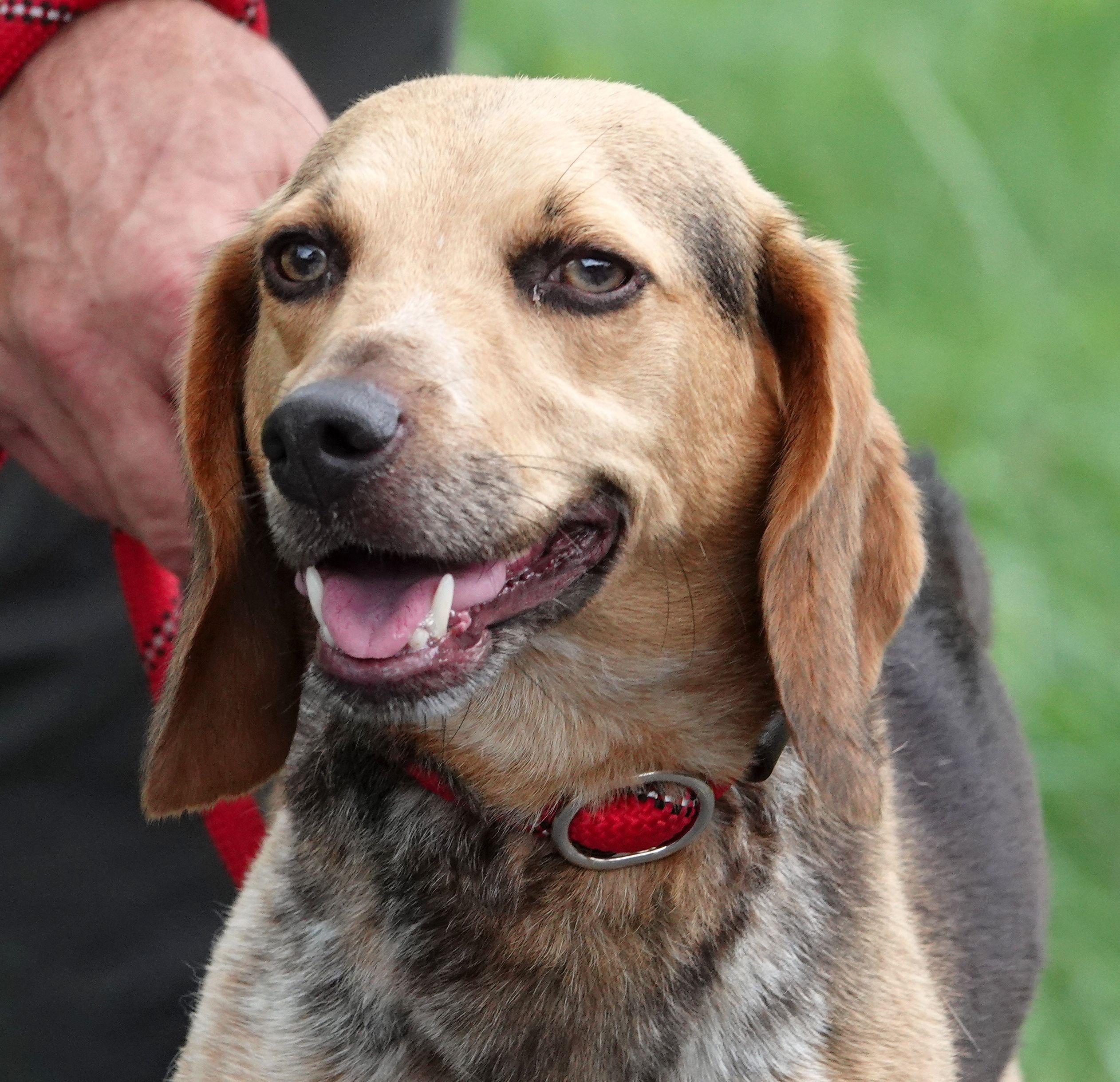 Fanny, a ADOPTABLE Beagle in Millfield, OH image 1/3