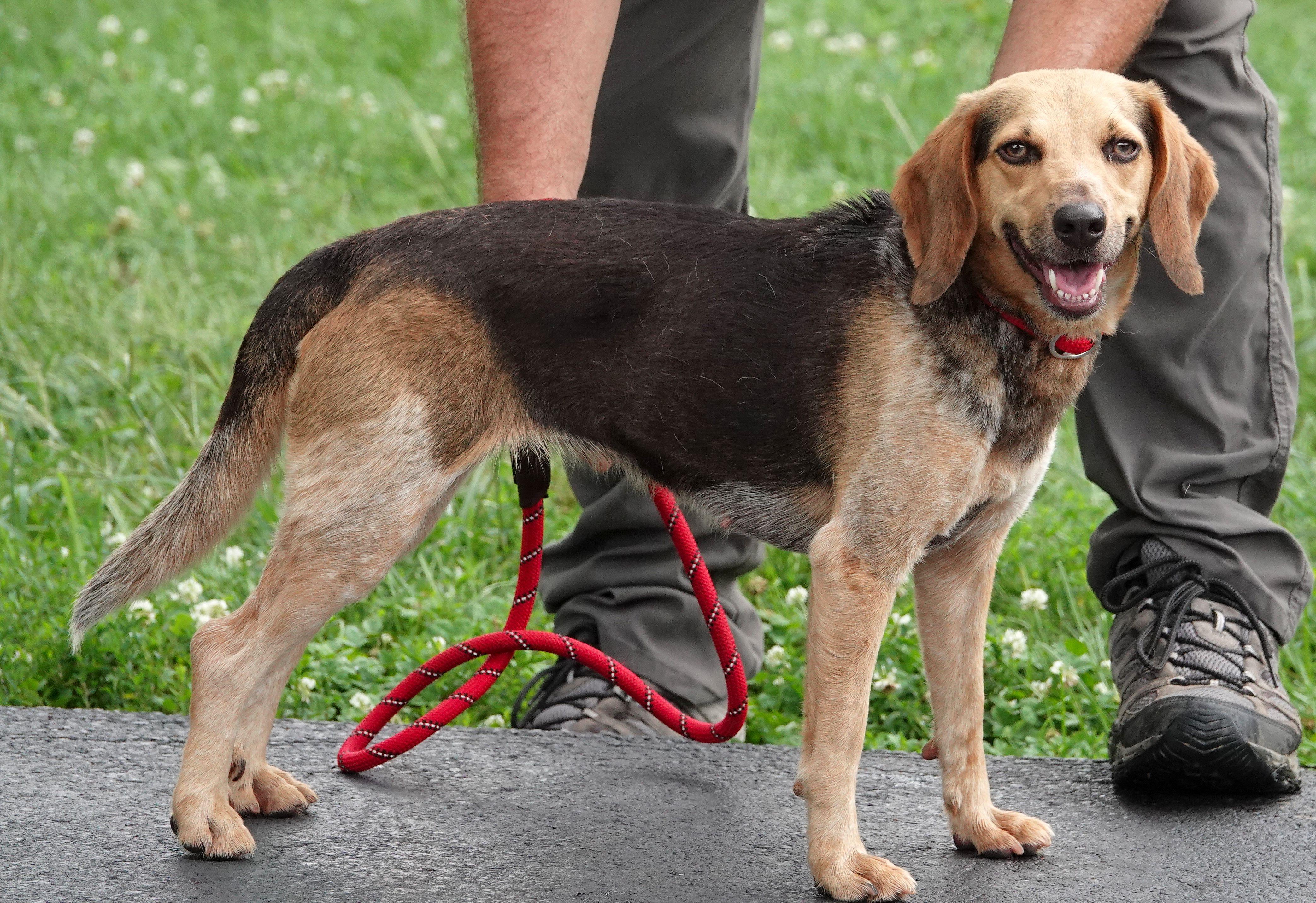 Fanny, a ADOPTABLE Beagle in Millfield, OH image 2/3