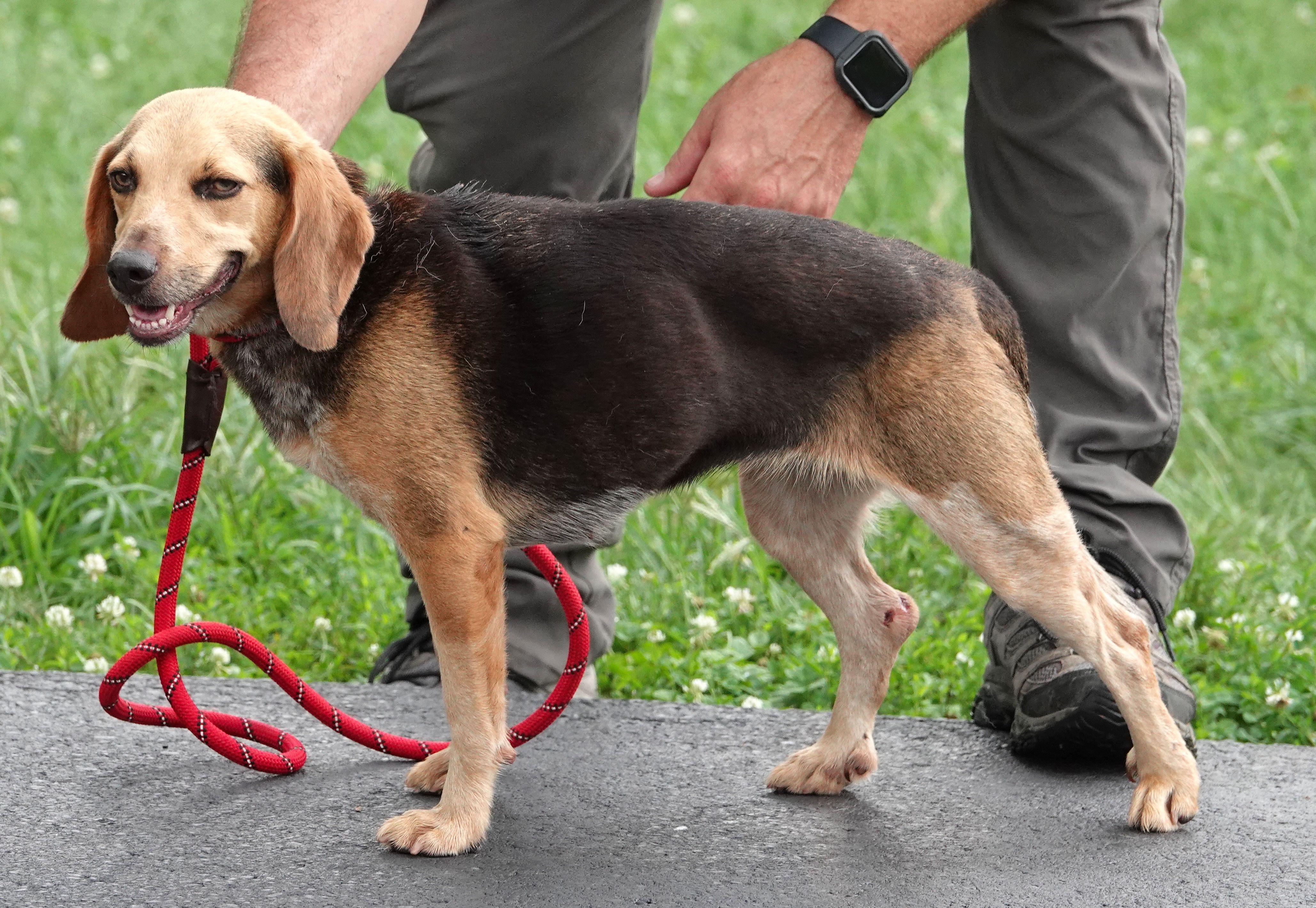 Fanny, a ADOPTABLE Beagle in Millfield, OH image 3/3