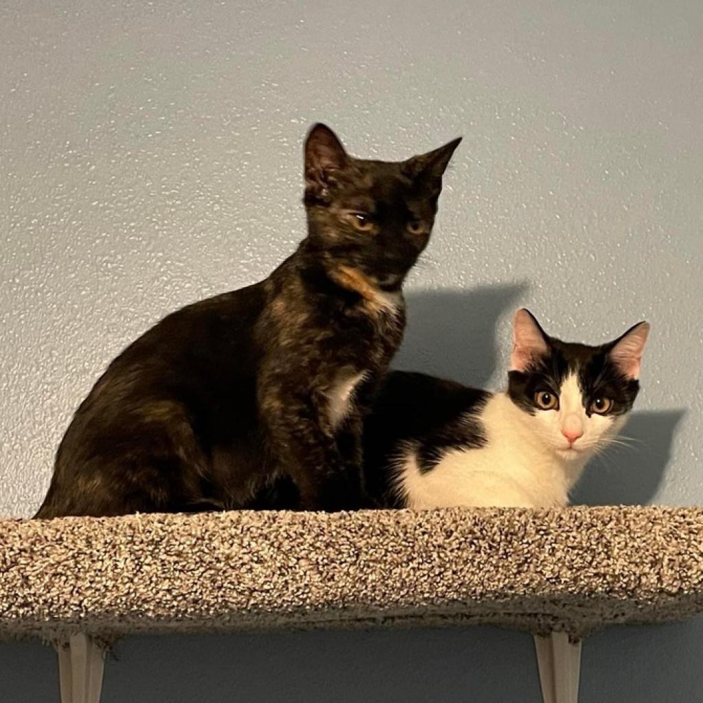 Enlarge Robin (bonded to Eleven), a Adoptable Domestic Short Hair in Lutz, FL image 1/6