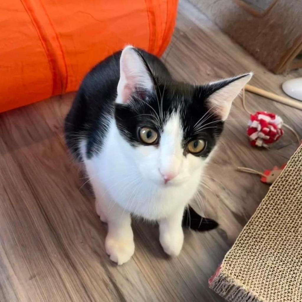 Enlarge Robin (bonded to Eleven), a Adoptable Domestic Short Hair in Lutz, FL image 2/6