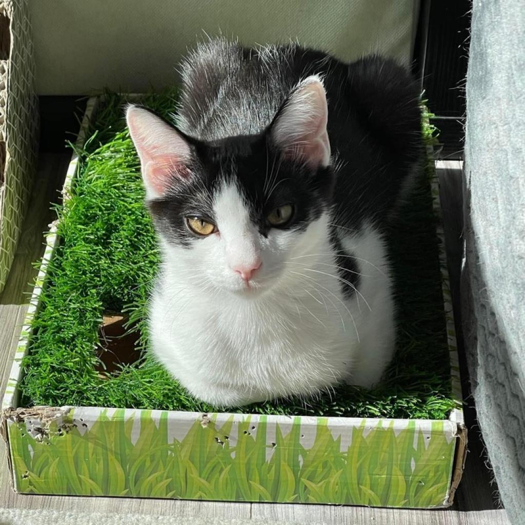 Enlarge Robin (bonded to Eleven), a Adoptable Domestic Short Hair in Lutz, FL image 3/6