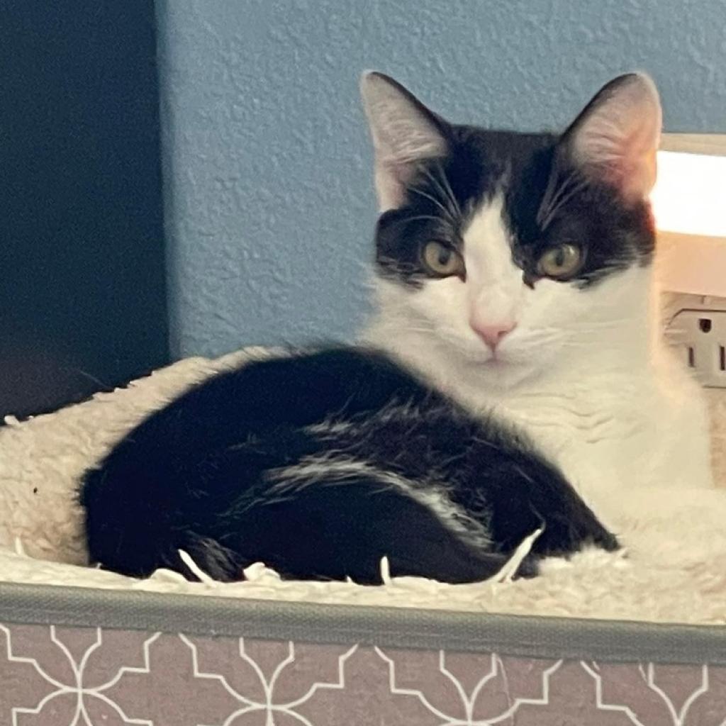 Enlarge Robin (bonded to Eleven), a Adoptable Domestic Short Hair in Lutz, FL image 4/6