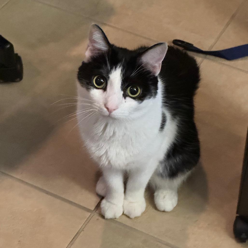 Enlarge Robin (bonded to Eleven), a Adoptable Domestic Short Hair in Lutz, FL image 5/6