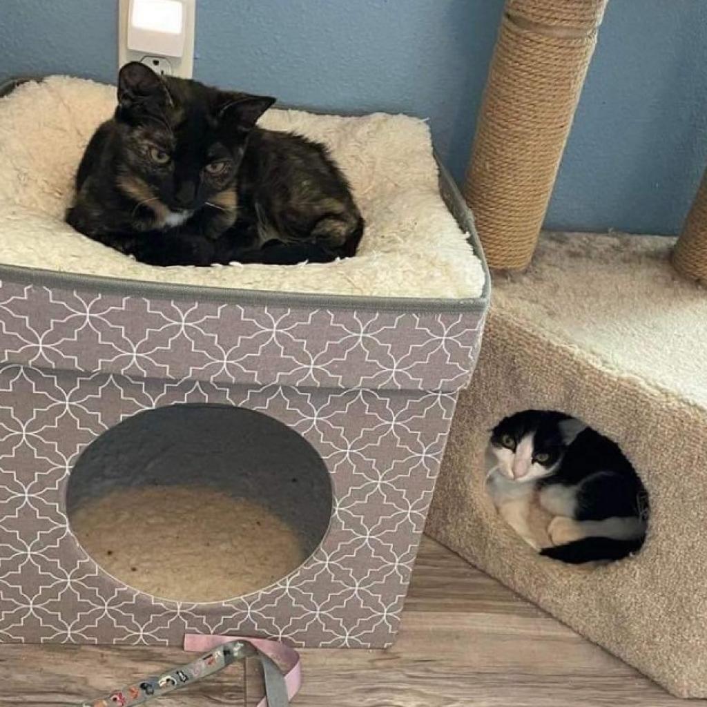 Enlarge Robin (bonded to Eleven), a Adoptable Domestic Short Hair in Lutz, FL image 6/6