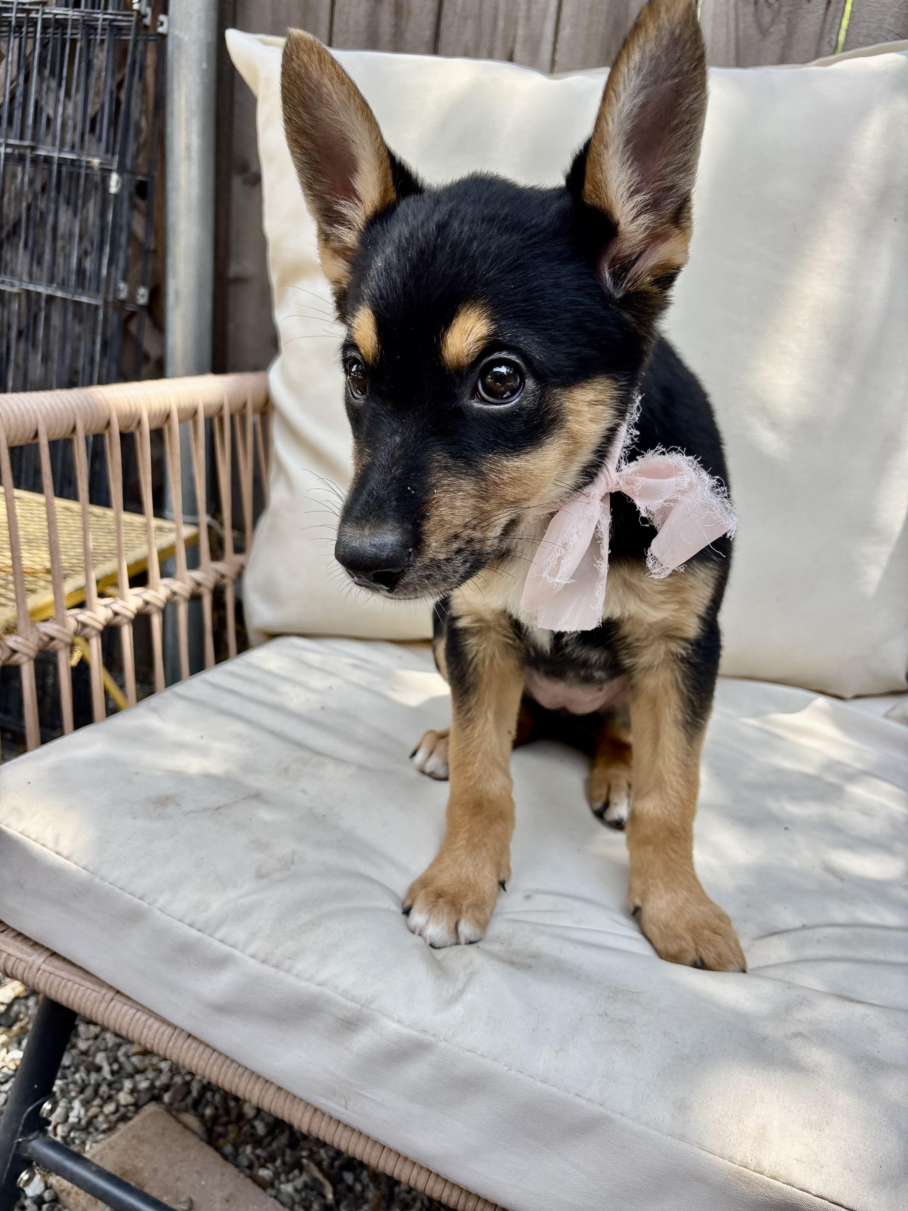DAiSY, an adopted mixed breed in Carlsbad, CA image 3/6