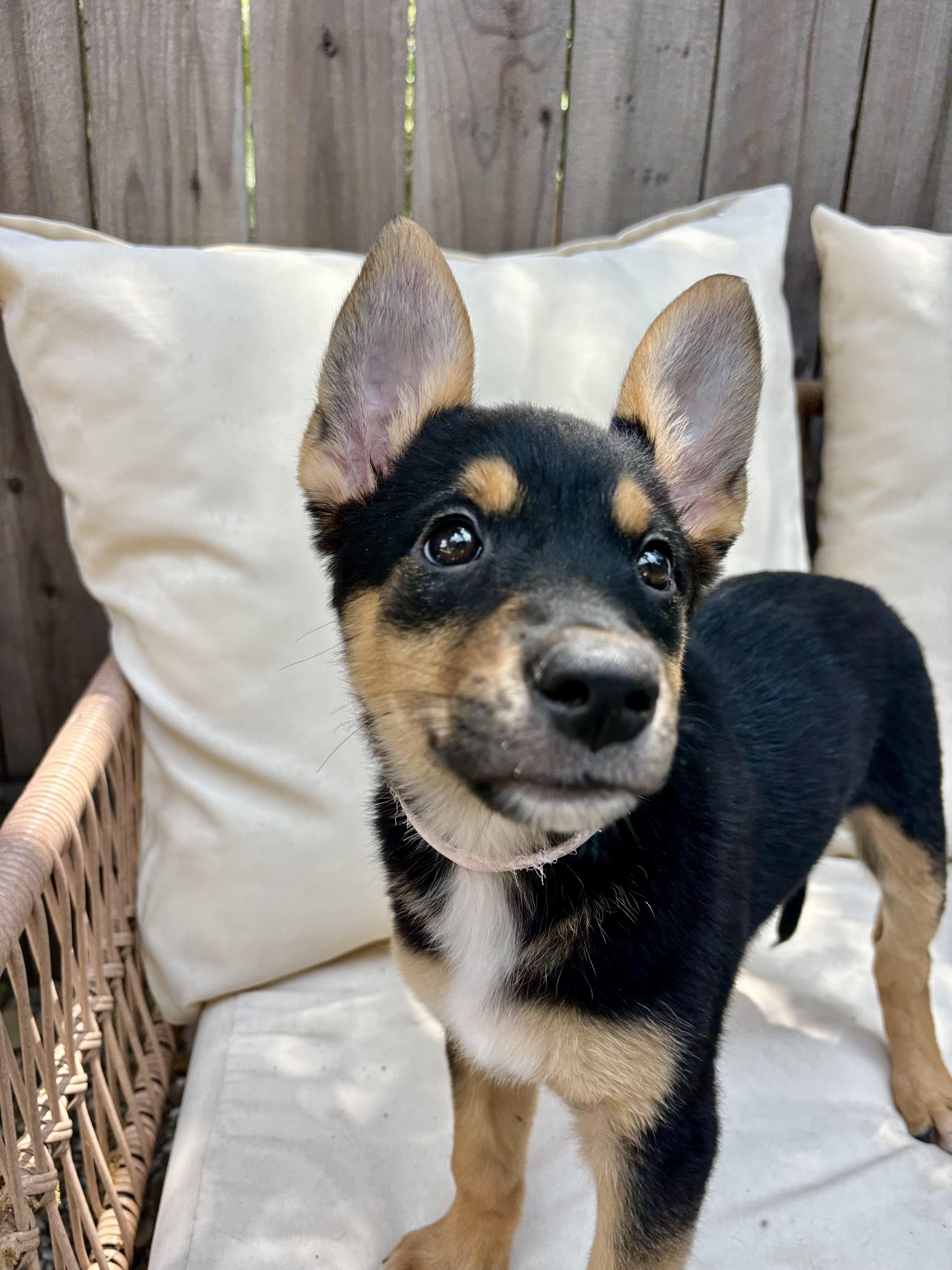 DAiSY, an adopted mixed breed in Carlsbad, CA image 1/6