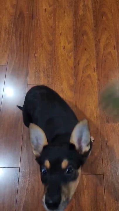 Enlarge DAiSY, an adopted mixed breed in Carlsbad, CA video 2/6