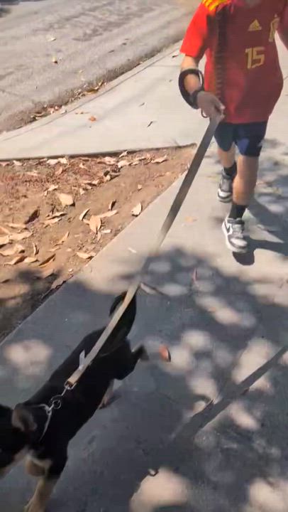 Enlarge DAiSY, an adopted mixed breed in Carlsbad, CA video 5/6