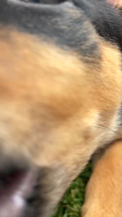 Enlarge DAiSY, an adopted mixed breed in Carlsbad, CA video 4/6