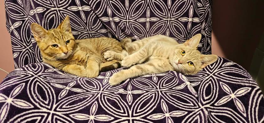 Enlarge Pizzazz, a Adoptable Domestic Short Hair in Merrillville, IN image 3/4
