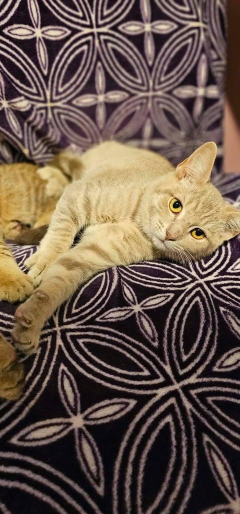 Enlarge Pizzazz, a Adoptable Domestic Short Hair in Merrillville, IN image 1/4
