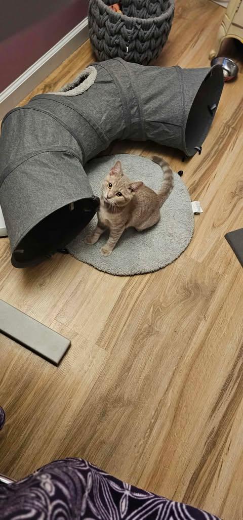 Enlarge Pizzazz, a Adoptable Domestic Short Hair in Merrillville, IN image 4/4