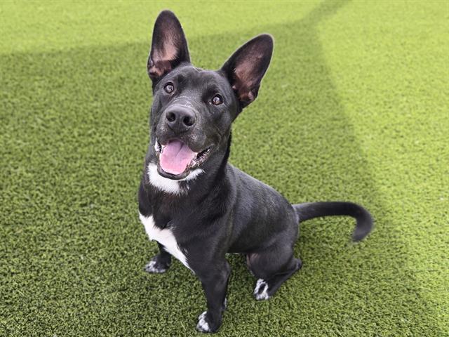 SHADOW, Adoptable, Young Male Pit Bull Terrier.