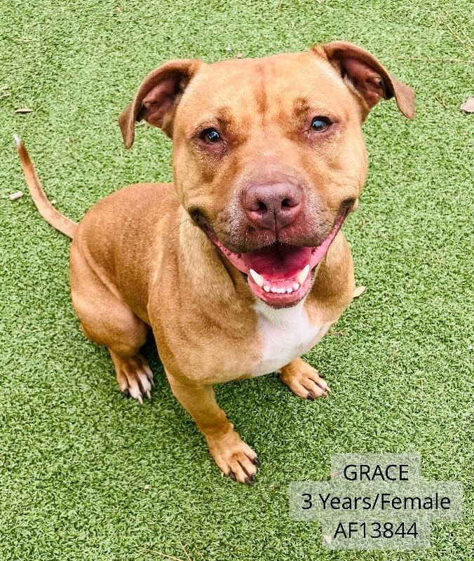 Grace, a Adoptable Pit Bull Terrier in Supply, NC image 1/2