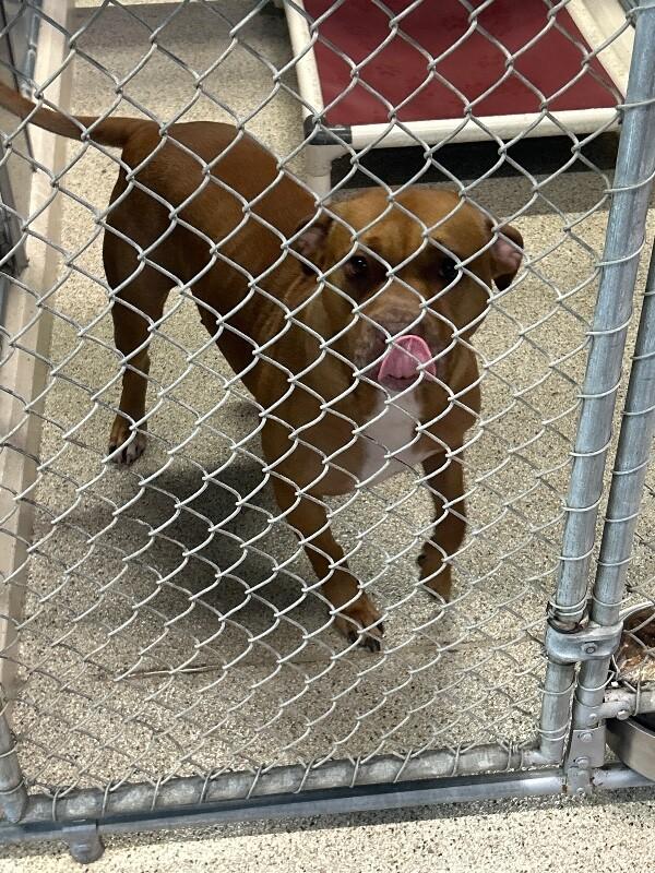 Grace, a Adoptable Pit Bull Terrier in Supply, NC image 2/2
