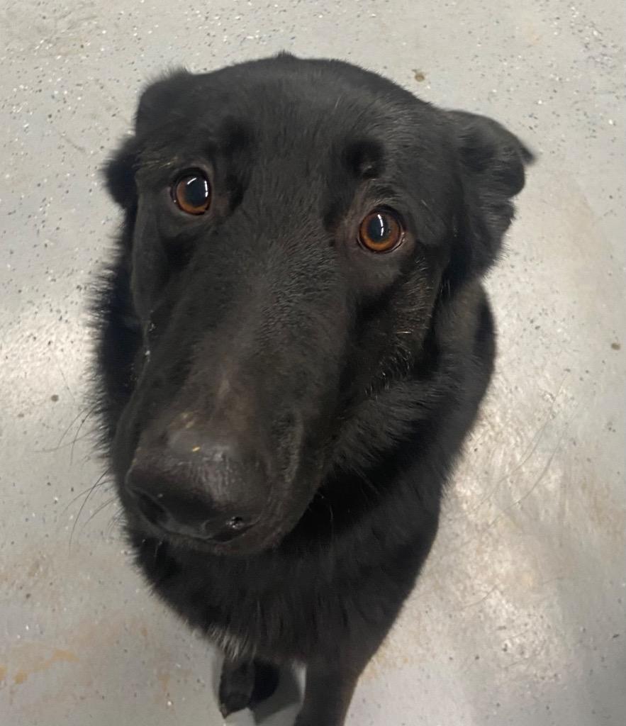 Enlarge Ruger, a Adoptable German Shepherd Dog in Beebe, AR image 1/1