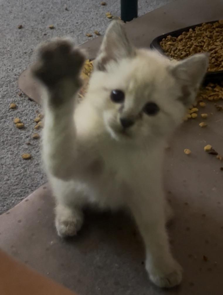 Snowball, adopted, Kitten Female Siamese & Domestic Short Hair.