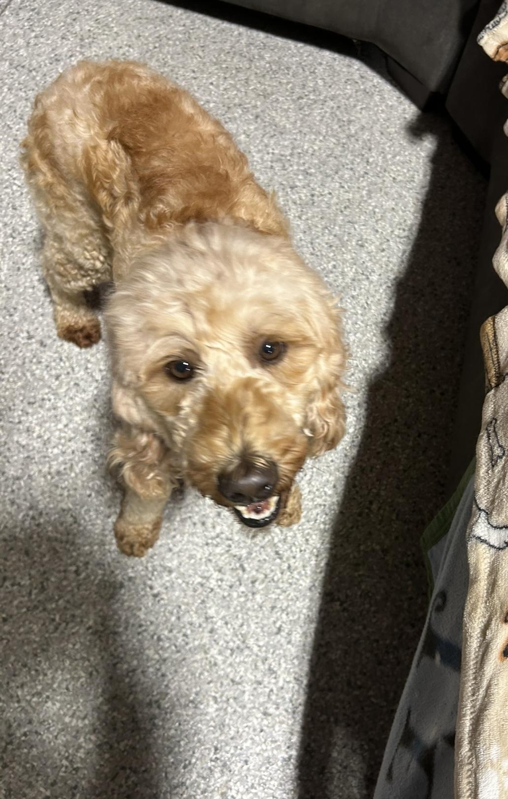 Willow. Mini. 32 lbs, an adoptable Goldendoodle in Antwerp, OH image 2/5